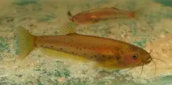 Photograph of two fish in the water over a sandy ground, in side view