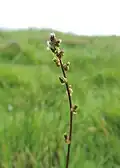 "stalk"