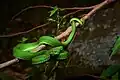 T. albolabris, White-lipped pit viper (adult, male) – Kaeng Krachan National Park