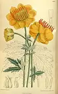 Botanical illustration