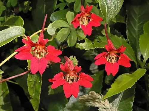 T. speciosum