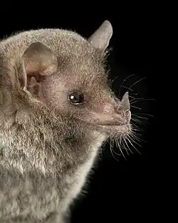 Brown bat