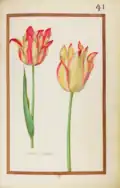 Tulipe variee, 1624. Recueil de fleurs et d'insectes dessinés et peints sur vélin