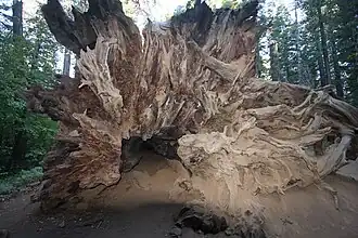 The roots of a fallen giant sequoia.
