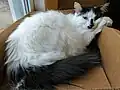 White with Black Bicolor