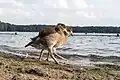 Goslings