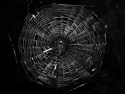A typical orb web constructed by an Araneus (family Araneidae) spider