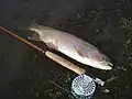 Typical East Gallatin River rainbow trout (Released)