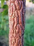 Corky bark