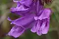 Flowers of Penstemon cardwellii