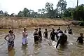 Helping to bath the elephants.