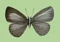 U. p. kawazoei, female