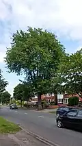 'Vegeta' in Lincoln (2016)