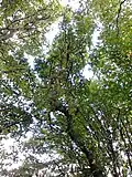 Upper section of trunk
