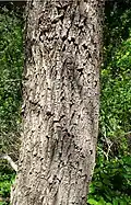 Bark, Akamas Botanical Garden, Cyprus