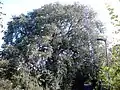 The Duddingston elm (bole girth 5.2 m), Edinburgh (2016)