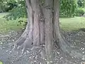 Root buttresses