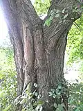 Bark