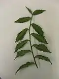Underside of 'Crispa' leaves