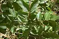 U. mexicana short and long shoots, Mexico