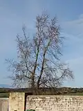'Plotii', Ampney Crucis, Gloucestershire (2017; died 2023),[89] near Ampney St Peter, where the notable Eastington House specimen stood[8][88]