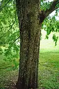 Bark