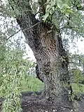 Bole of RBGE tree