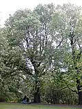 Belgrave Crescent Gardens elm