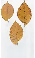 From same trees. Length 5–6&nbsp;in (13–15&nbsp;cm) from petiole-end to leaf-tip, width 2.5–3&nbsp;in (6.4–7.6&nbsp;cm).