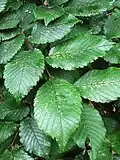 Leaves of Woodvale Cemetery tree, Brighton