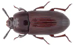 Uloma culinaris