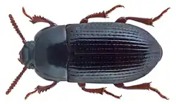 Uloma pusilla