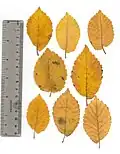 Pressed autumn leaves