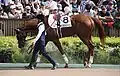At the parade ring of the 2024 Japanese Derby