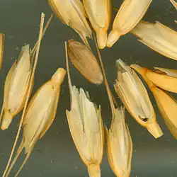 The seeds remain inside the threshed spikelets
