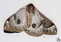 Usta terpsichore
