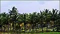 Vadavannur Rice Fields