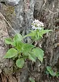 Three-leaved valerian&nbsp;[fr].