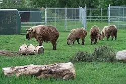 Sichuan Takin