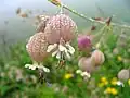 A Flower in Valley of Flowers (VoF) .