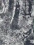 Ivy (Corner in the Garden of Saint-Paul Hospital), 1889, 92 x 72&nbsp;cm, Location unknown (F609)