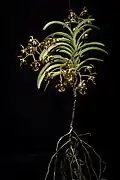 Specimen plant
