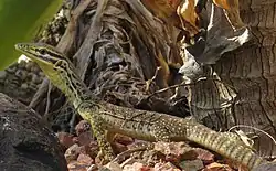 Juvenile V. p. panoptes