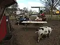 The pig house