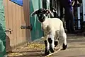 A spring lamb