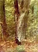 Deep in the Forest