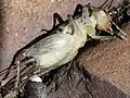 paralyzed by a wasp – ventral Wildlife Prairie Park