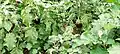 Vellore Spiny Brinjal crop in the field from Elavambadi village
