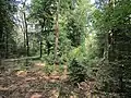 Forest near Stroe