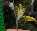 Hairy flower underside, with calyx
